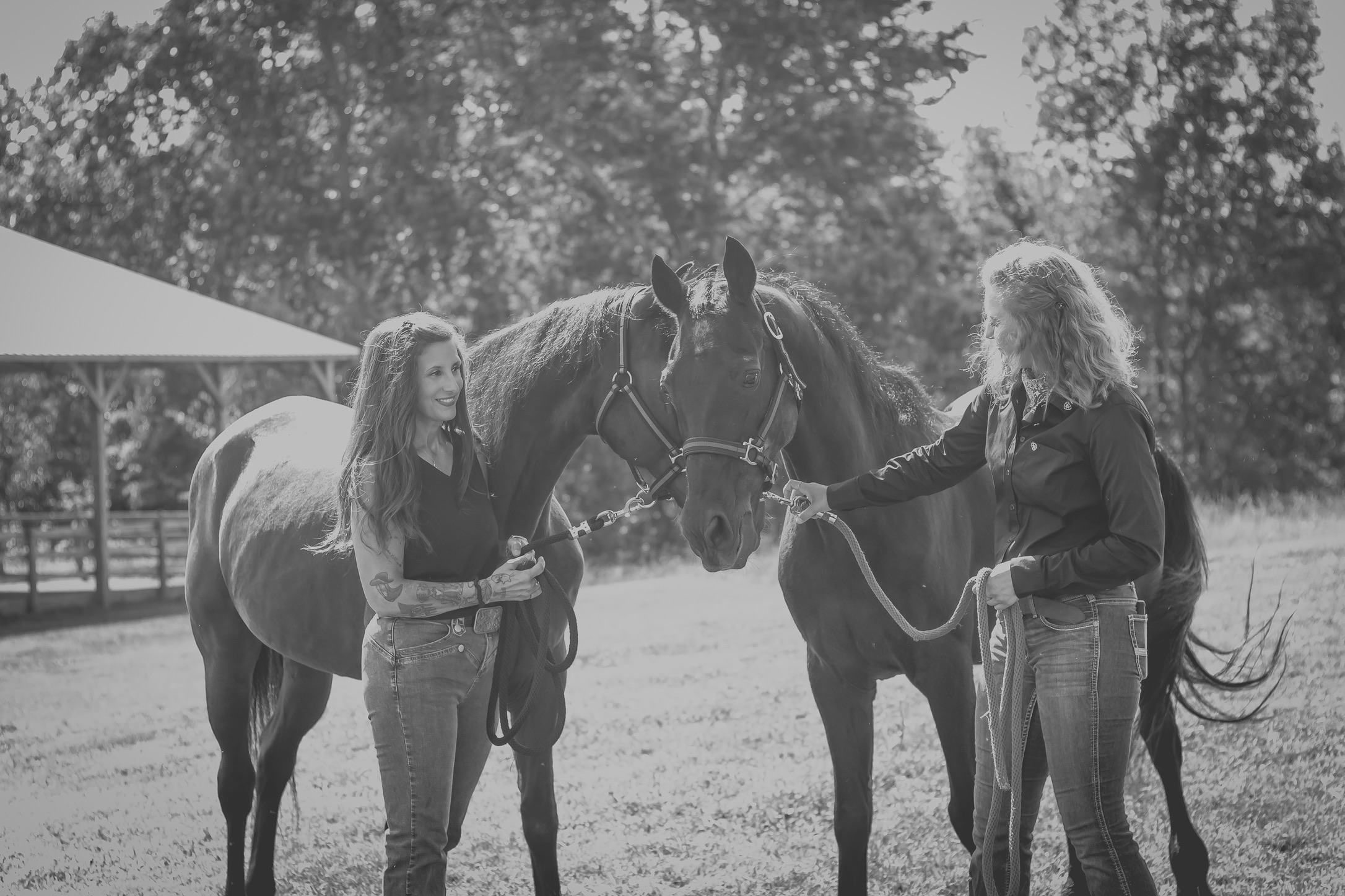 Leading a chestnut horse out to work
