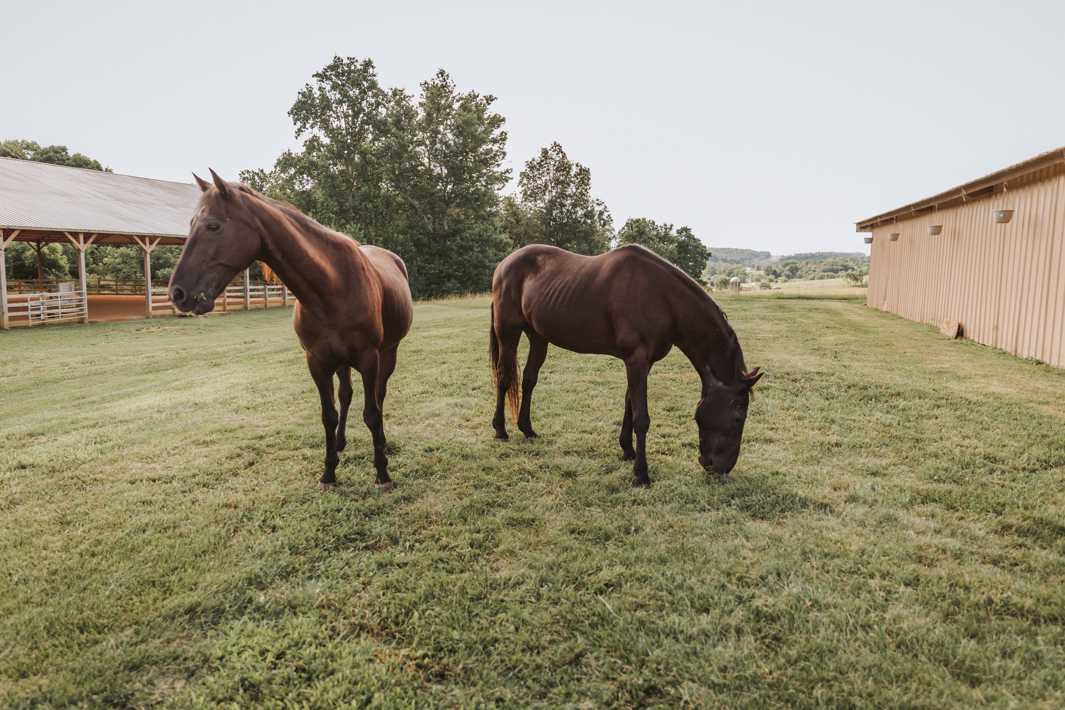 Two horses grazing in the pasture by the barn