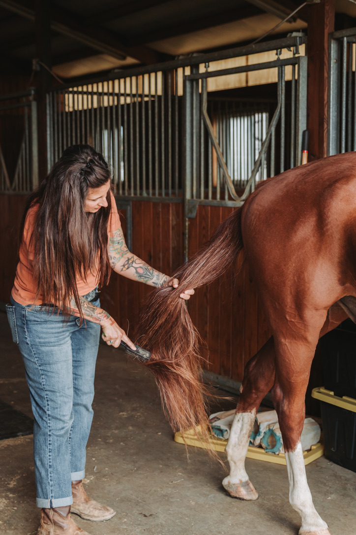 Brushing out a horse's tail in the barn aisle